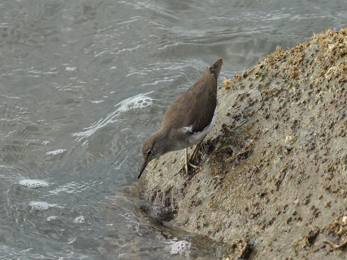 Spotted Sandpiper - ML644977937
