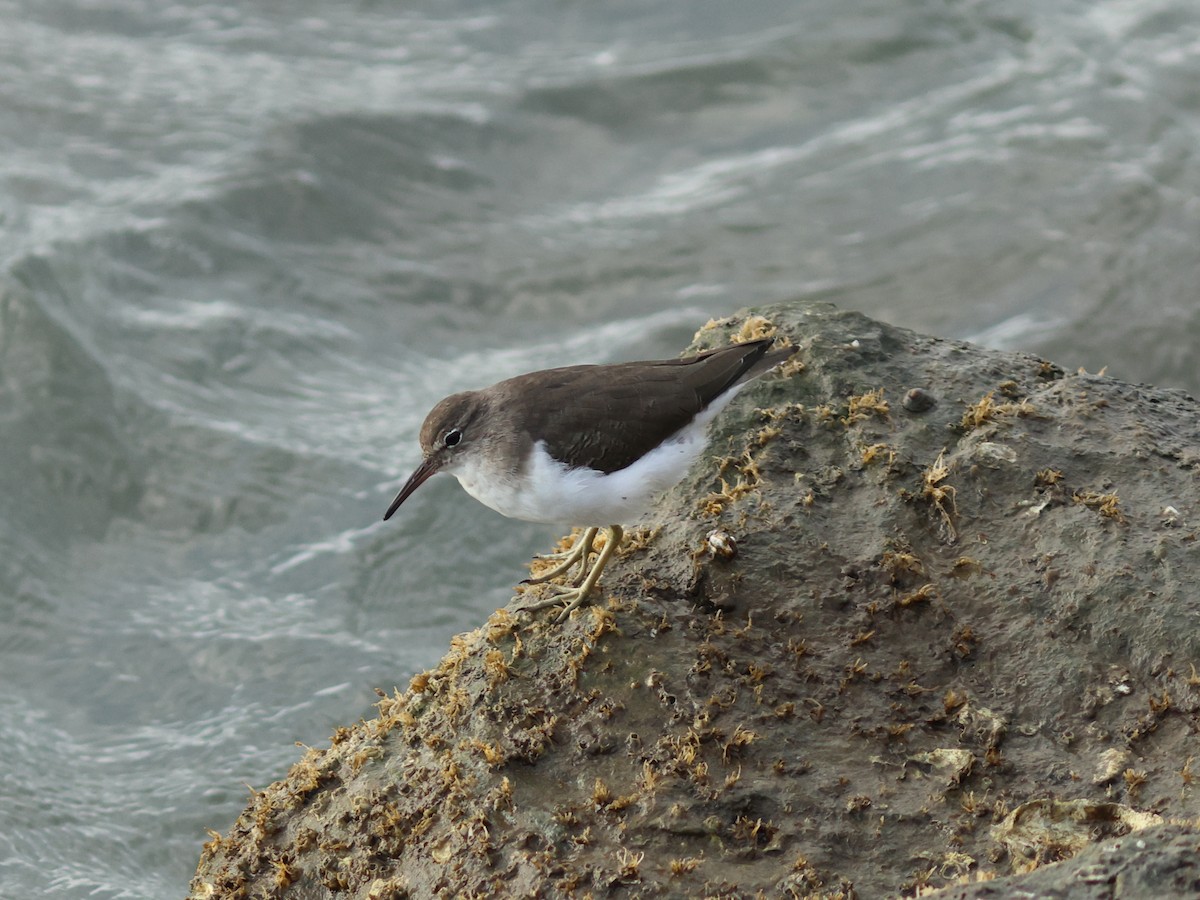 Spotted Sandpiper - ML644977941