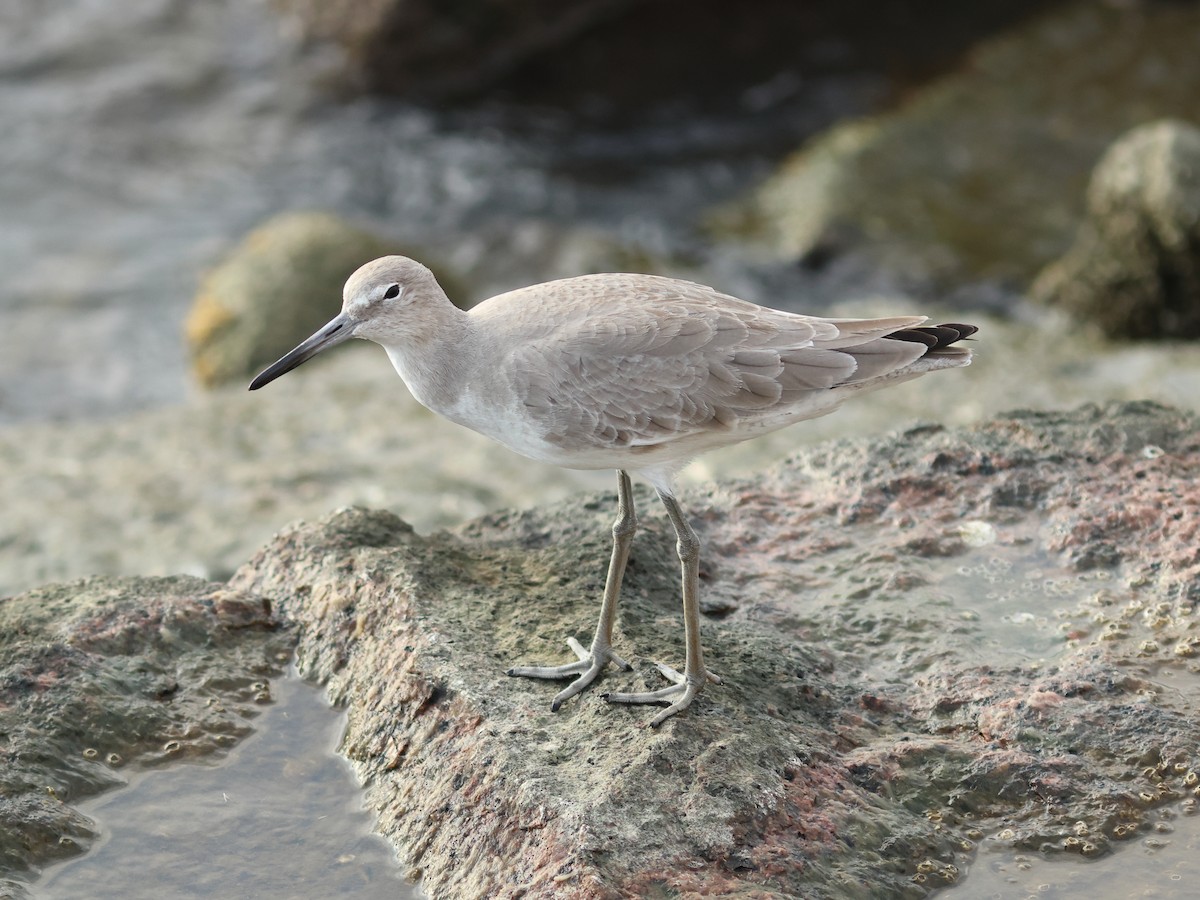 Willet (Western) - ML644977967