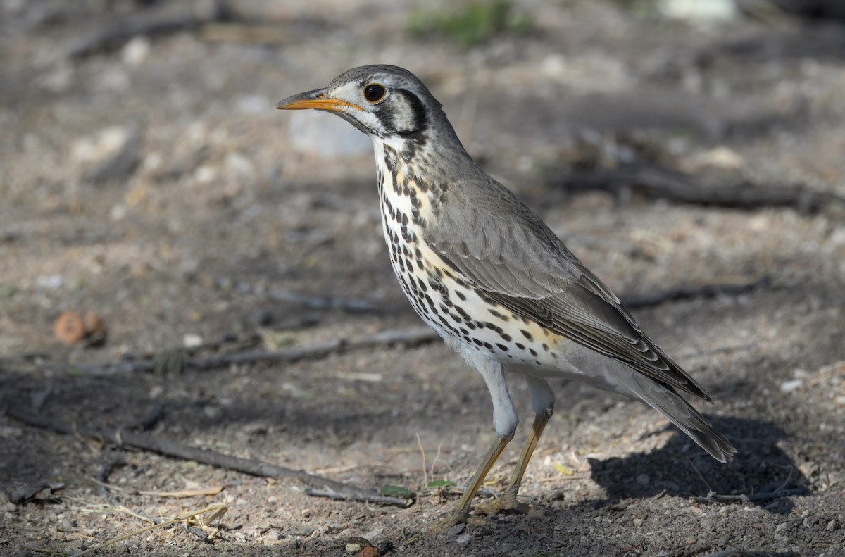 Groundscraper Thrush - ML644977969