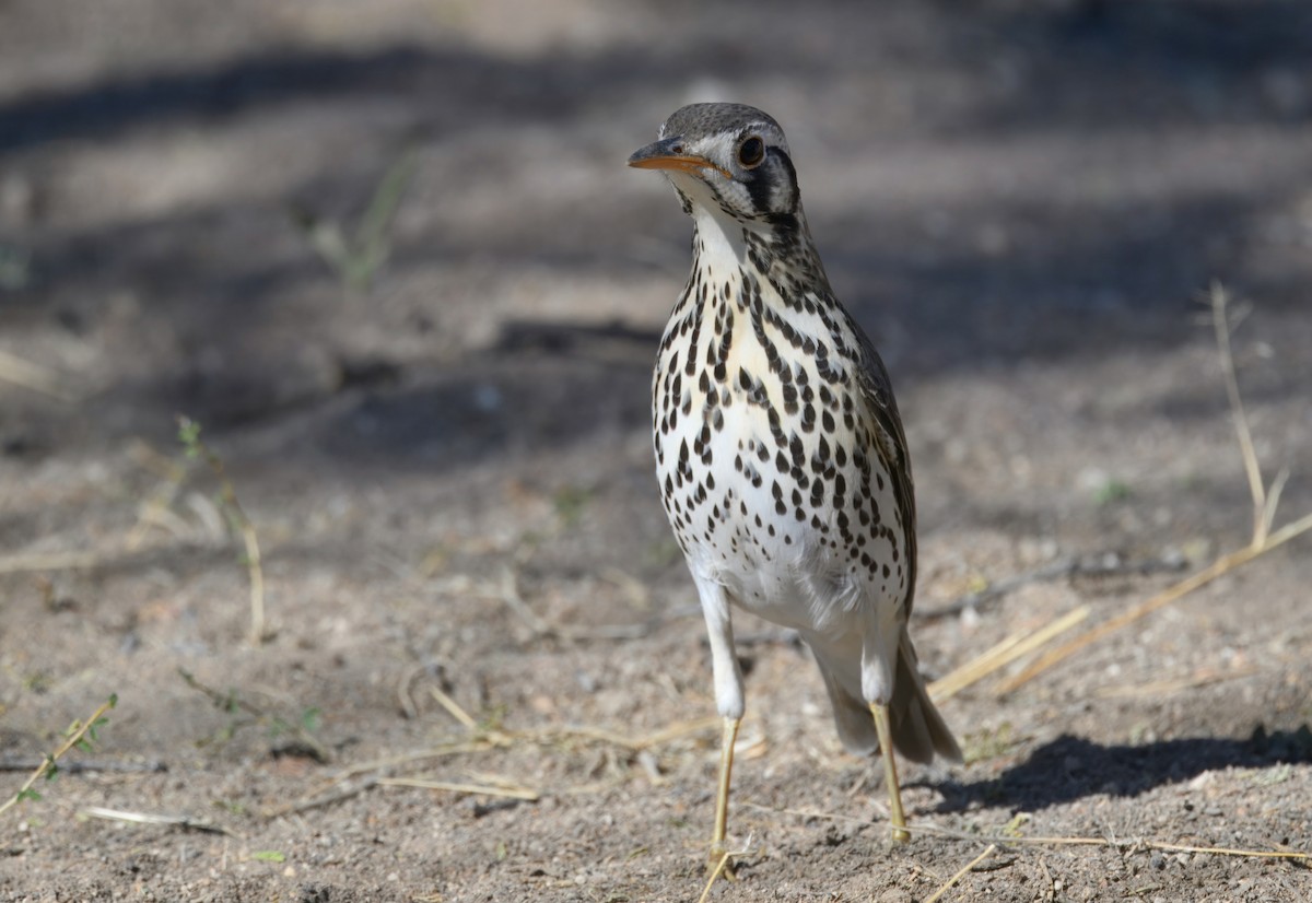 Groundscraper Thrush - ML644977970
