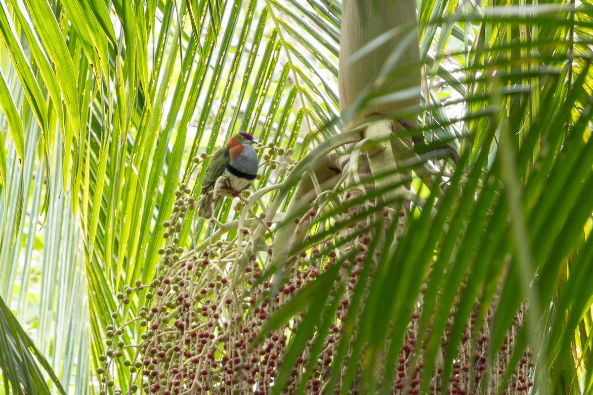 Superb Fruit-Dove - ML644977972