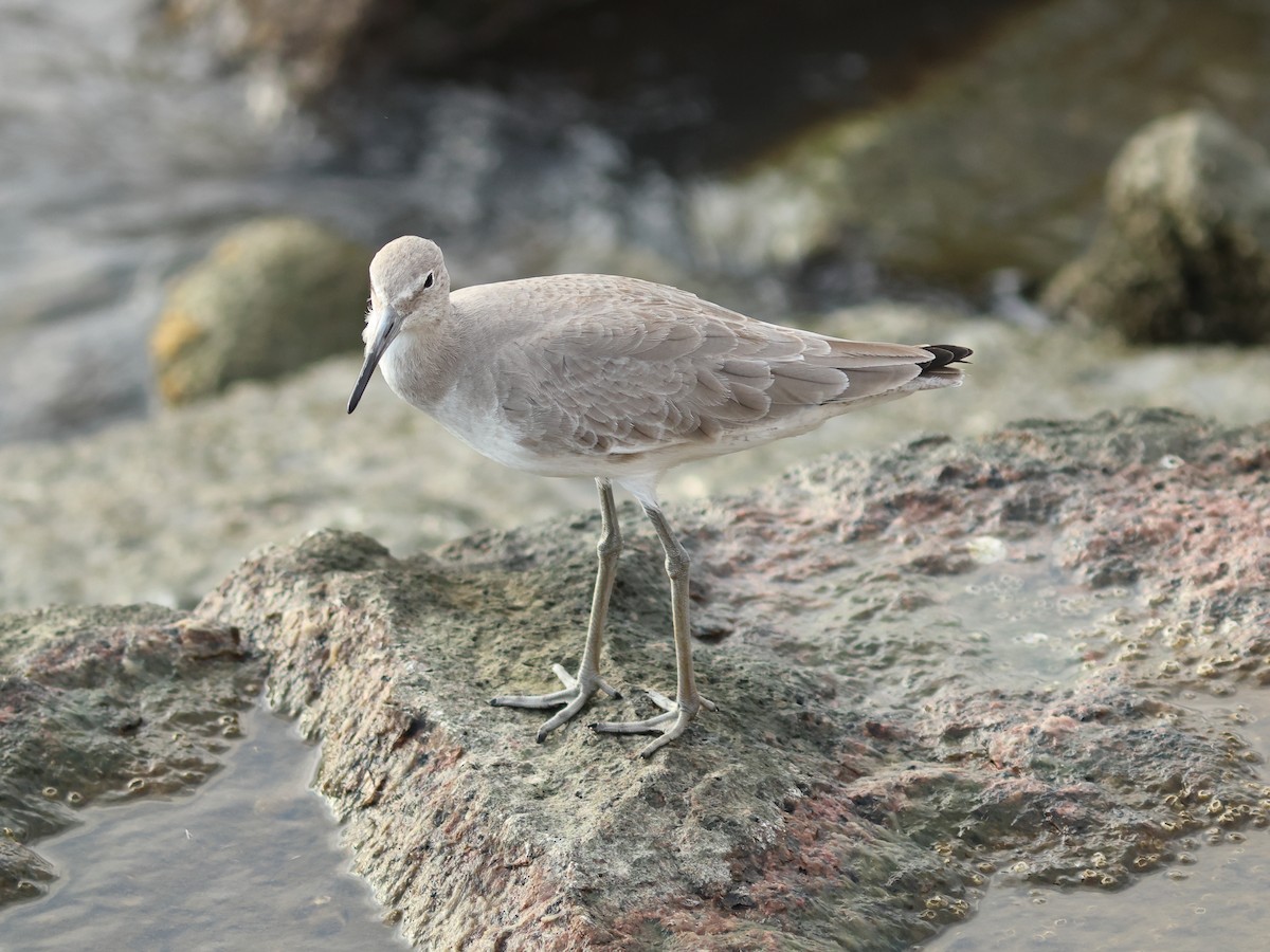 Willet (Western) - ML644977973