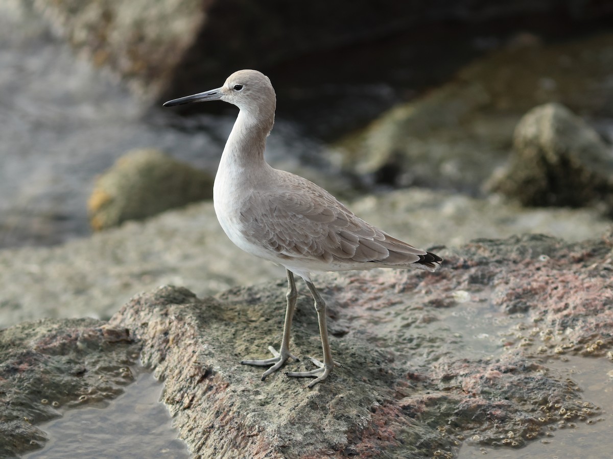 Willet (Western) - ML644977977
