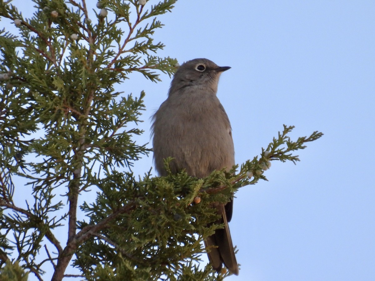 Townsend's Solitaire - ML644977979