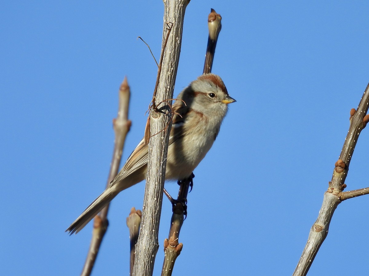 American Tree Sparrow - ML644977988