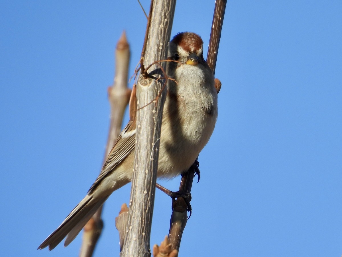 American Tree Sparrow - ML644977989