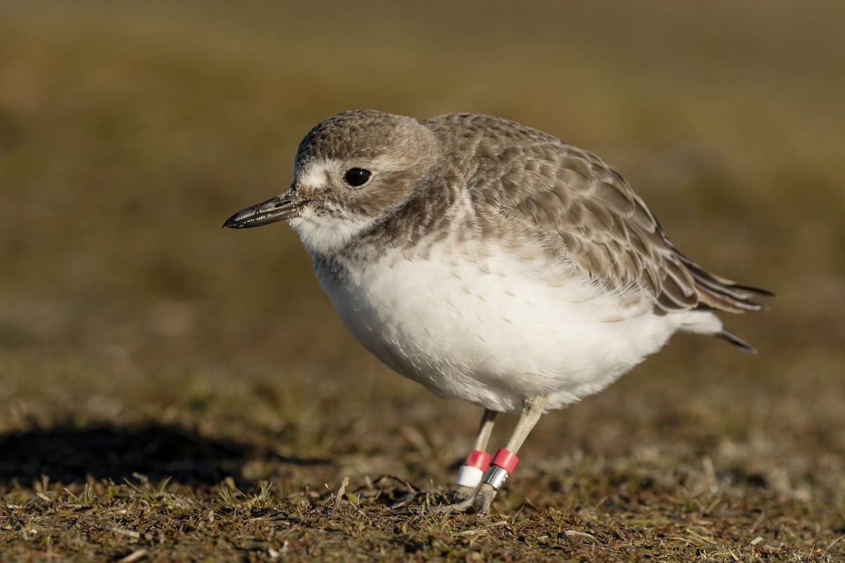 Red-breasted Dotterel (Southern) - ML644977998