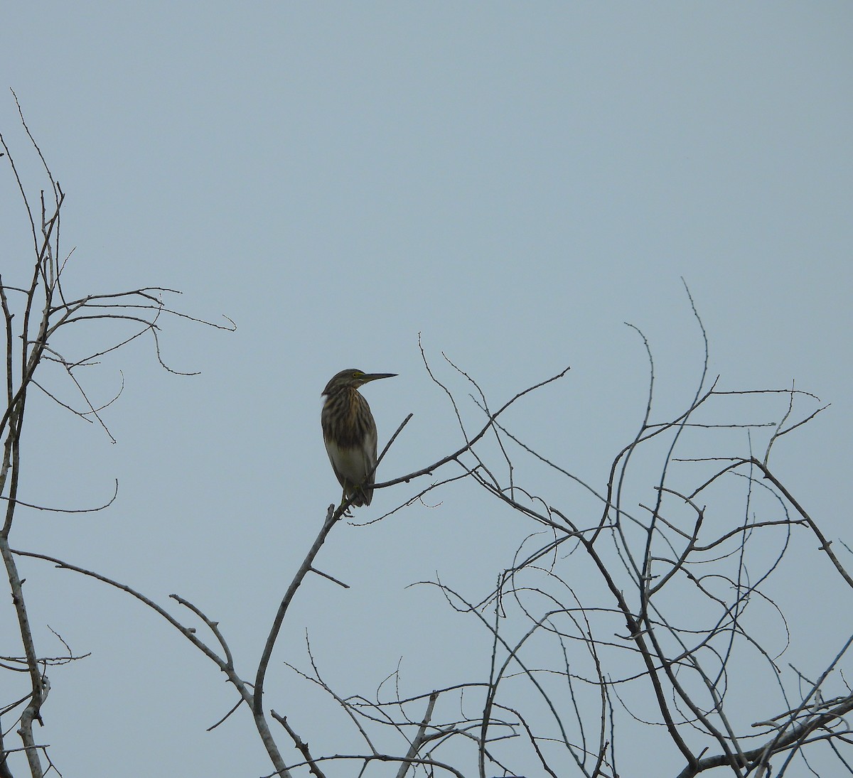 Hint Alaca Balıkçılı - ML644978014