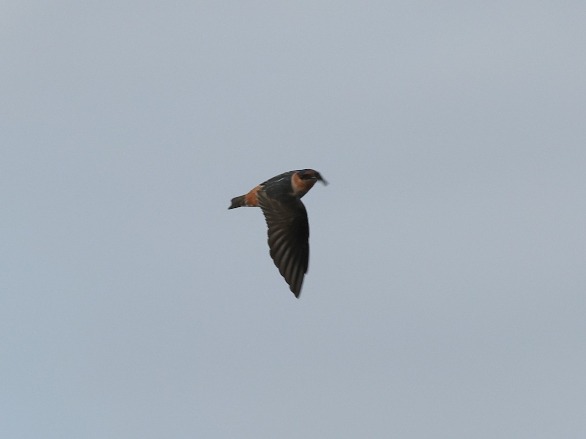 Cave Swallow - ML644978031