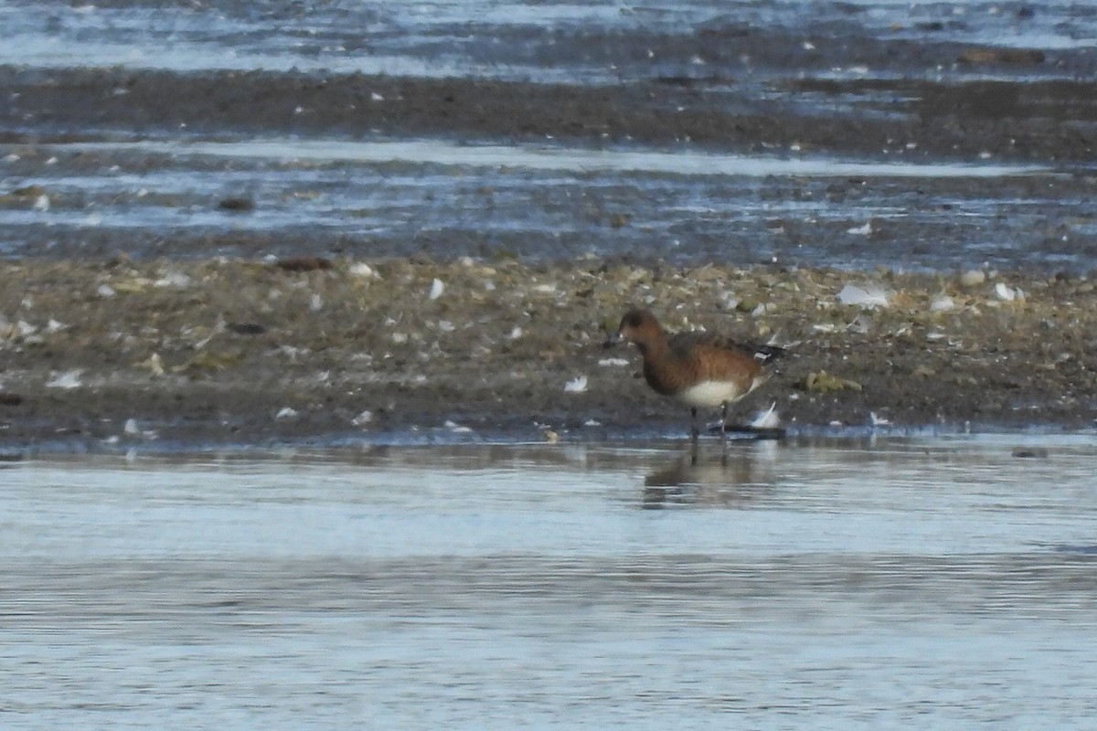 Eurasian Wigeon - ML644978069