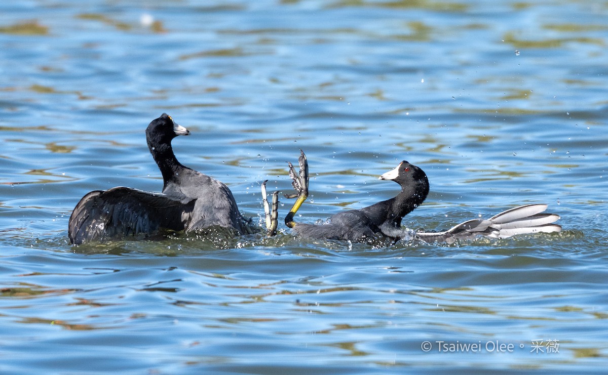Focha Americana - ML644978079