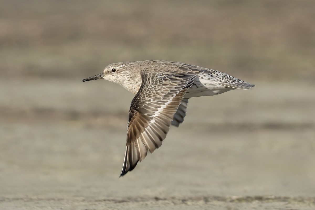 紅腹濱鷸 - ML644978083