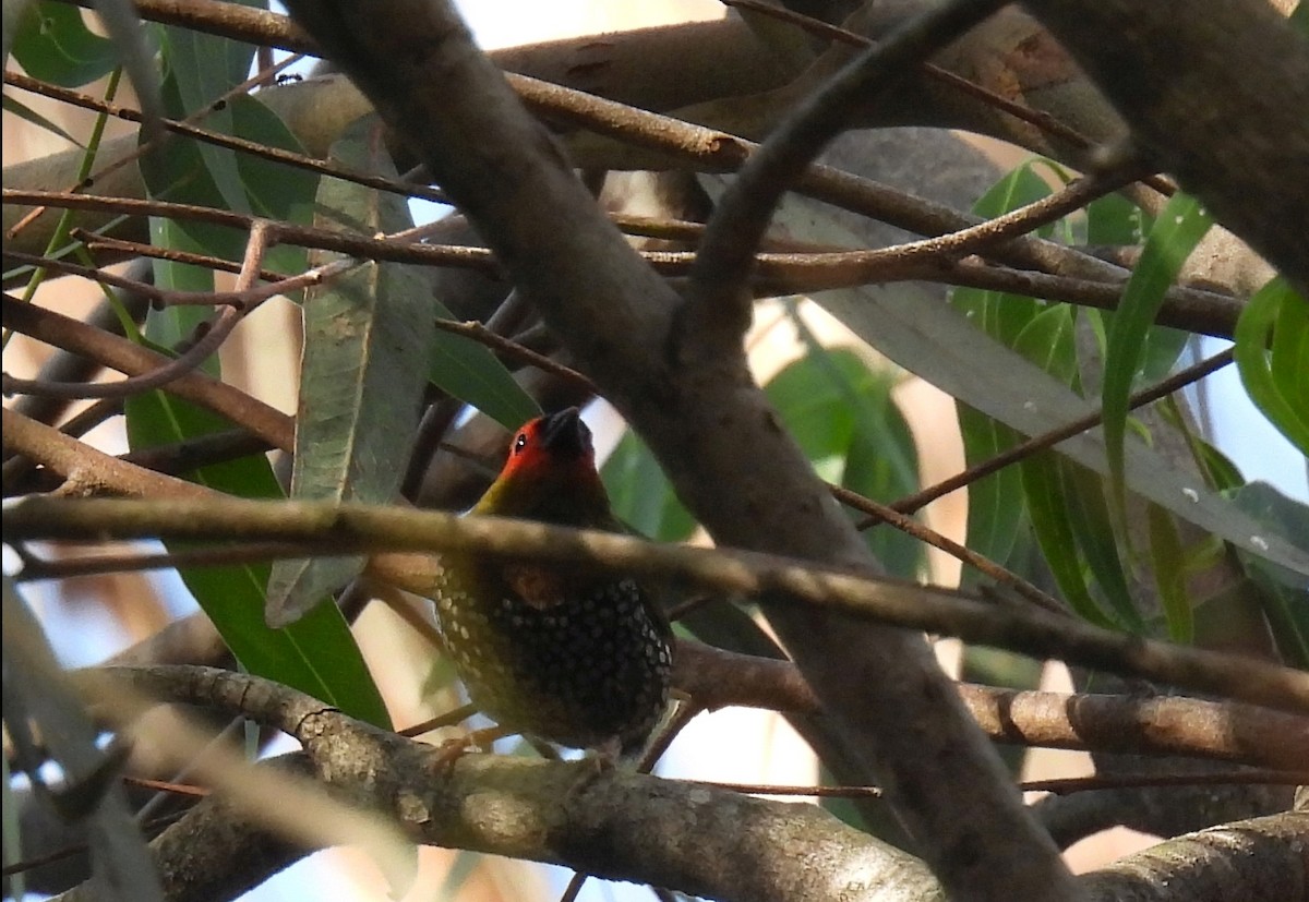 Green-backed Twinspot - ML644978112