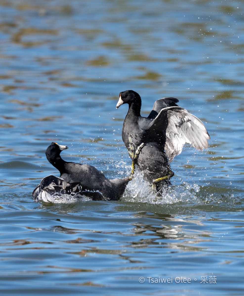 Focha Americana - ML644978114