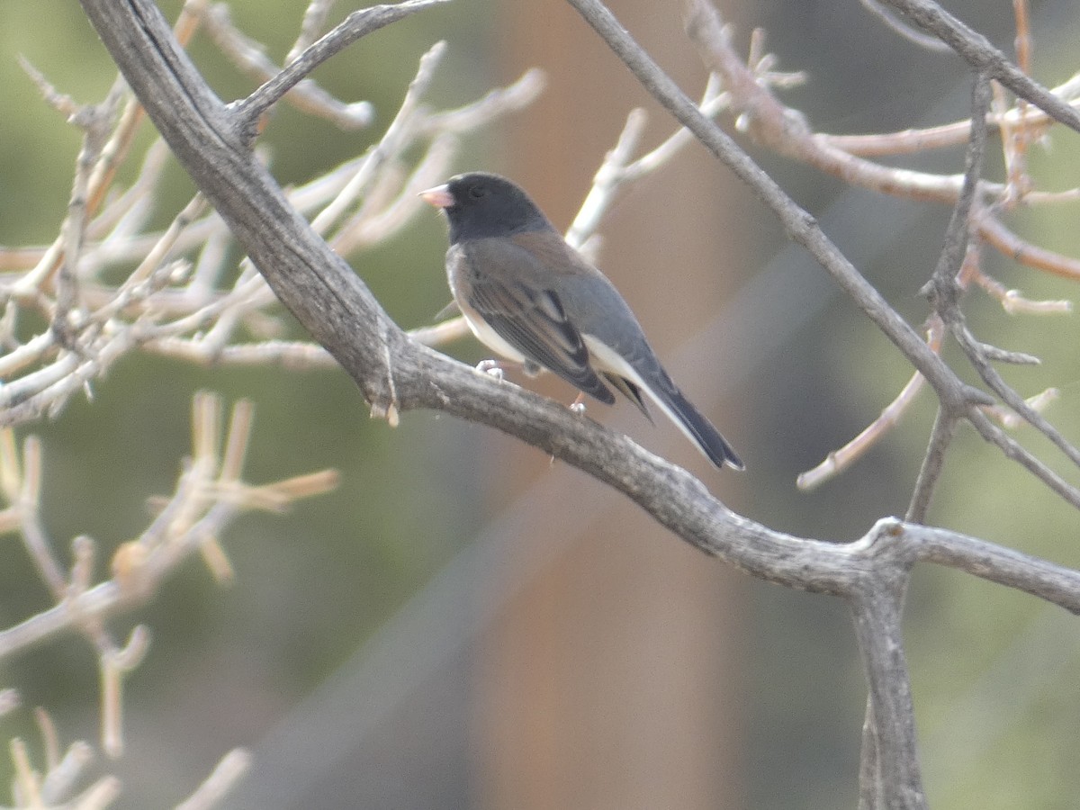 ユキヒメドリ（oreganus グループ） - ML644978119
