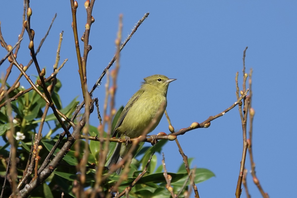 Orange-crowned Warbler - ML644978120