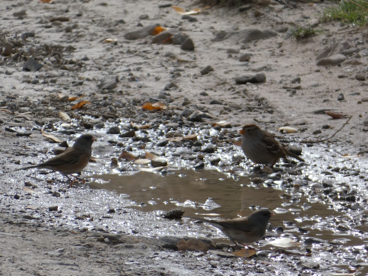 ユキヒメドリ（mearnsi） - ML644978123