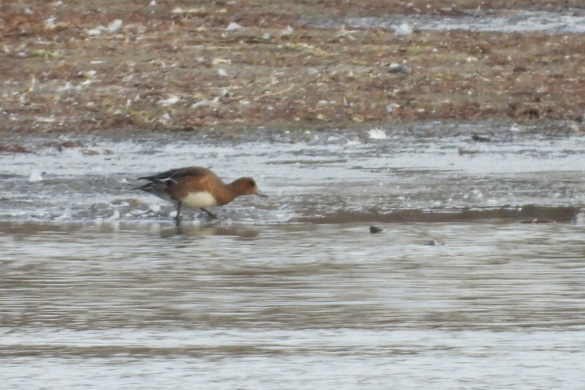Eurasian Wigeon - ML644978125