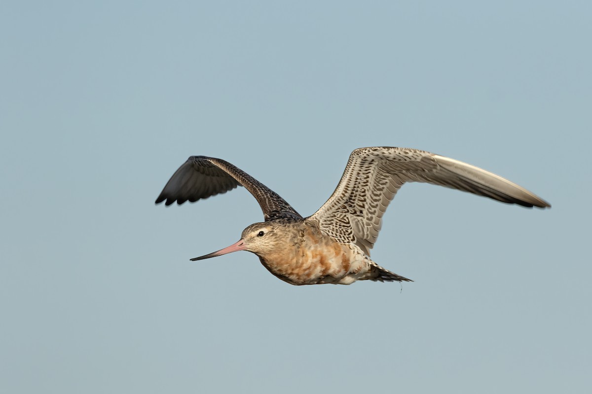 斑尾鷸 - ML644978132