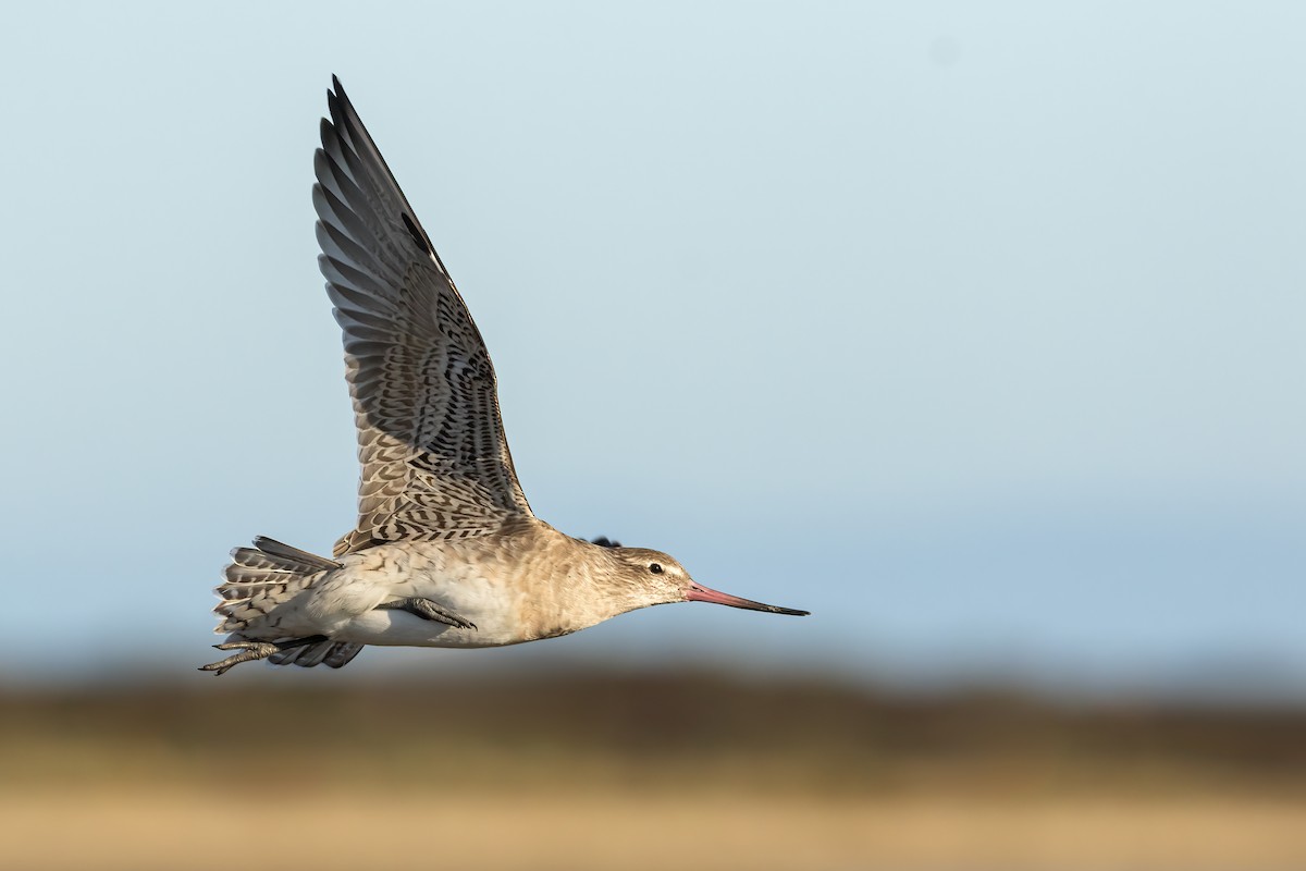 斑尾鷸 - ML644978133