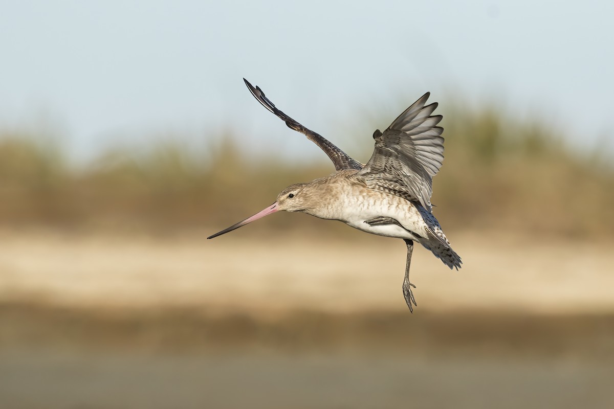 斑尾鷸 - ML644978134