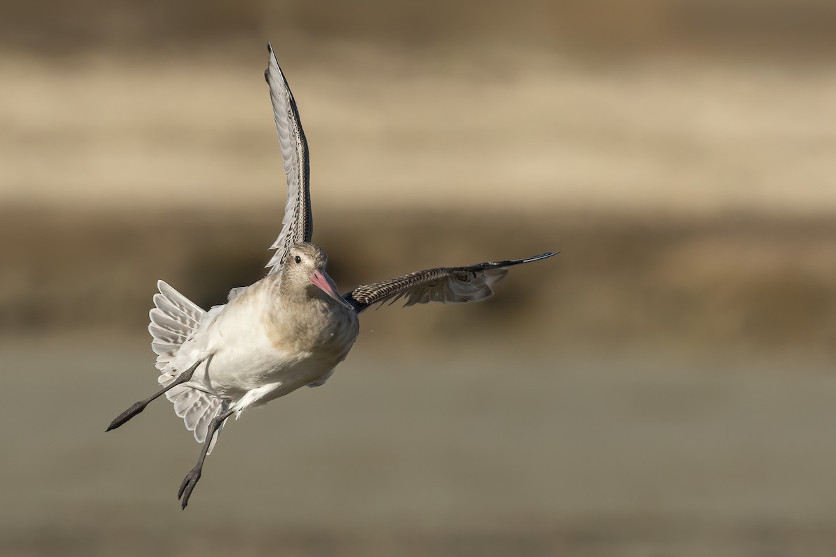 斑尾鷸 - ML644978135