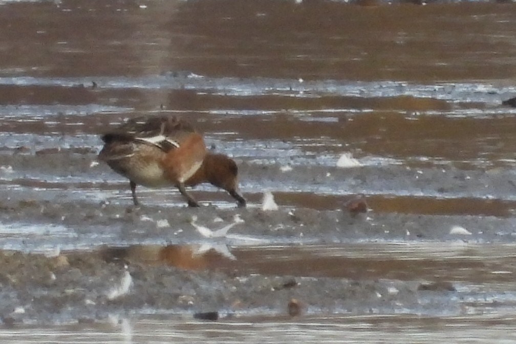 Eurasian Wigeon - ML644978138