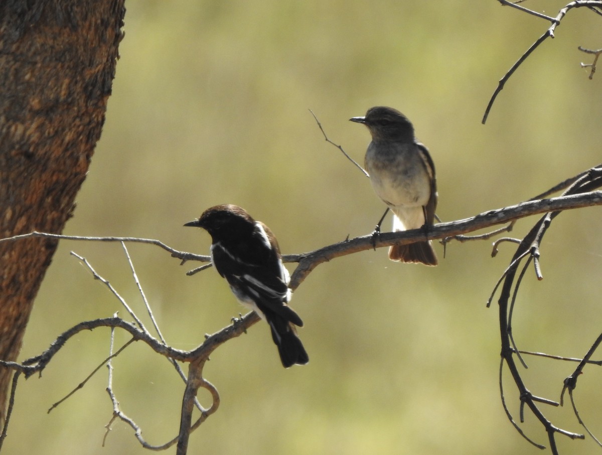 Пегая дриада - ML644978140