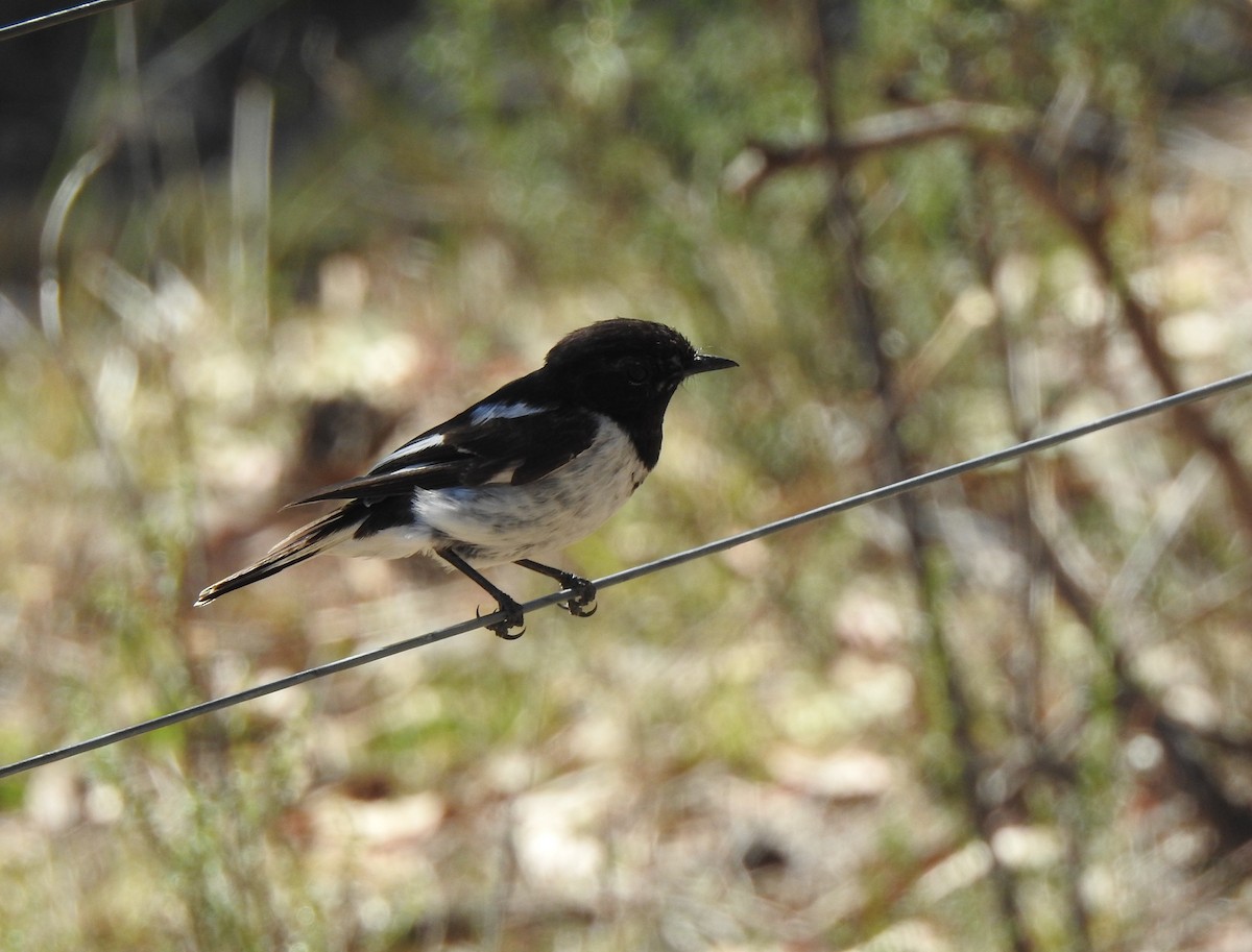 Пегая дриада - ML644978141