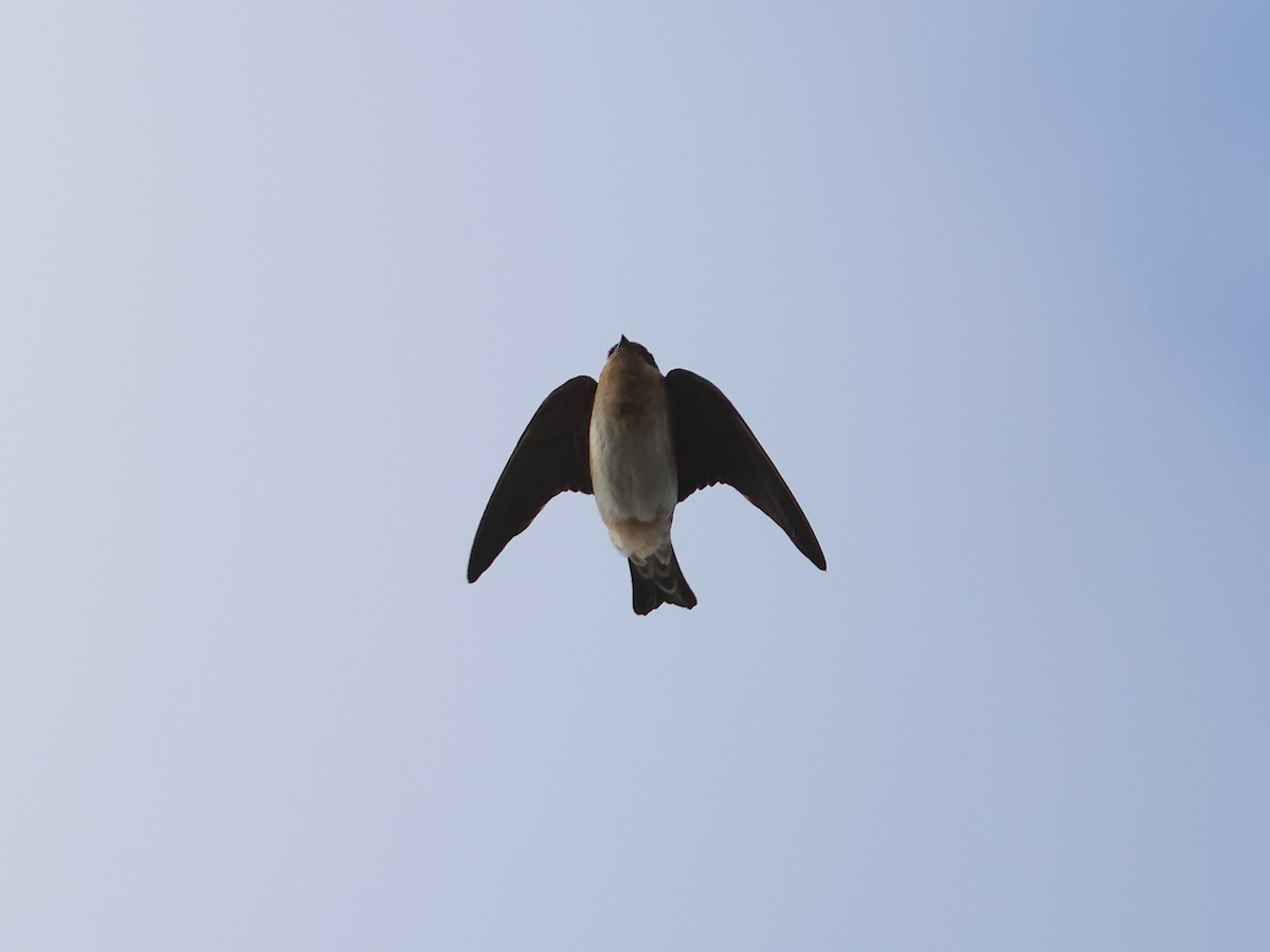 Cave Swallow - ML644978153