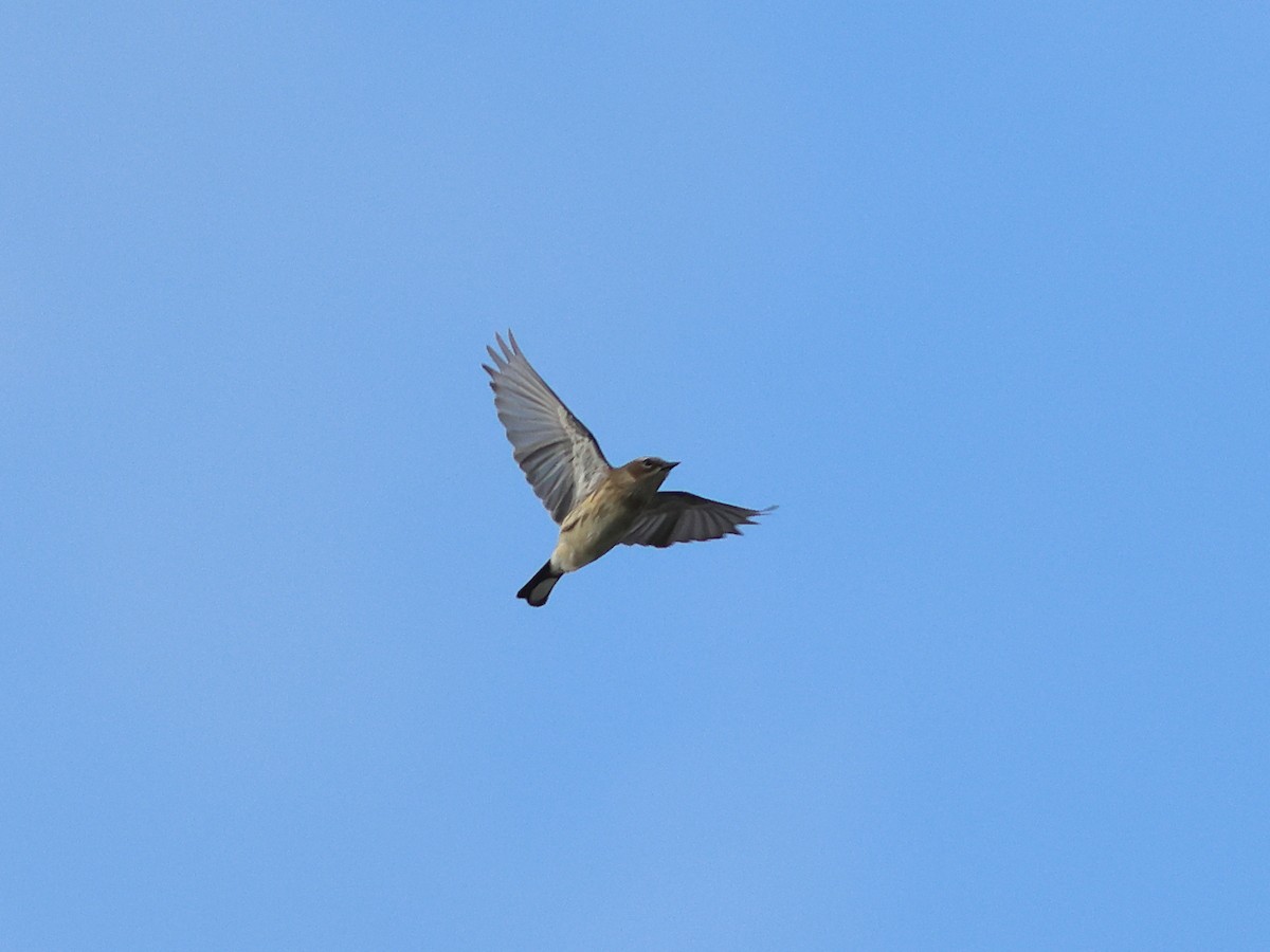 lesňáček žlutoskvrnný (ssp. coronata) - ML644978163