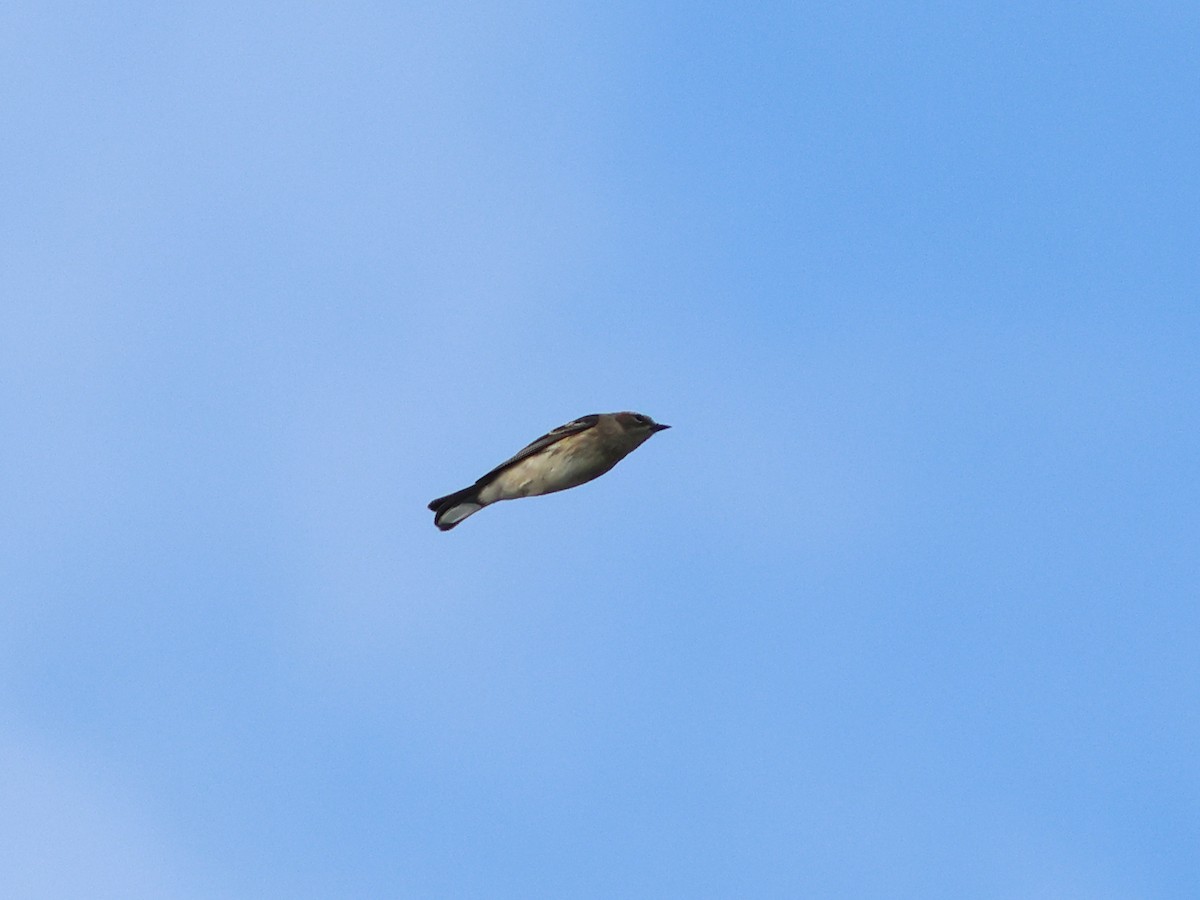 lesňáček žlutoskvrnný (ssp. coronata) - ML644978166