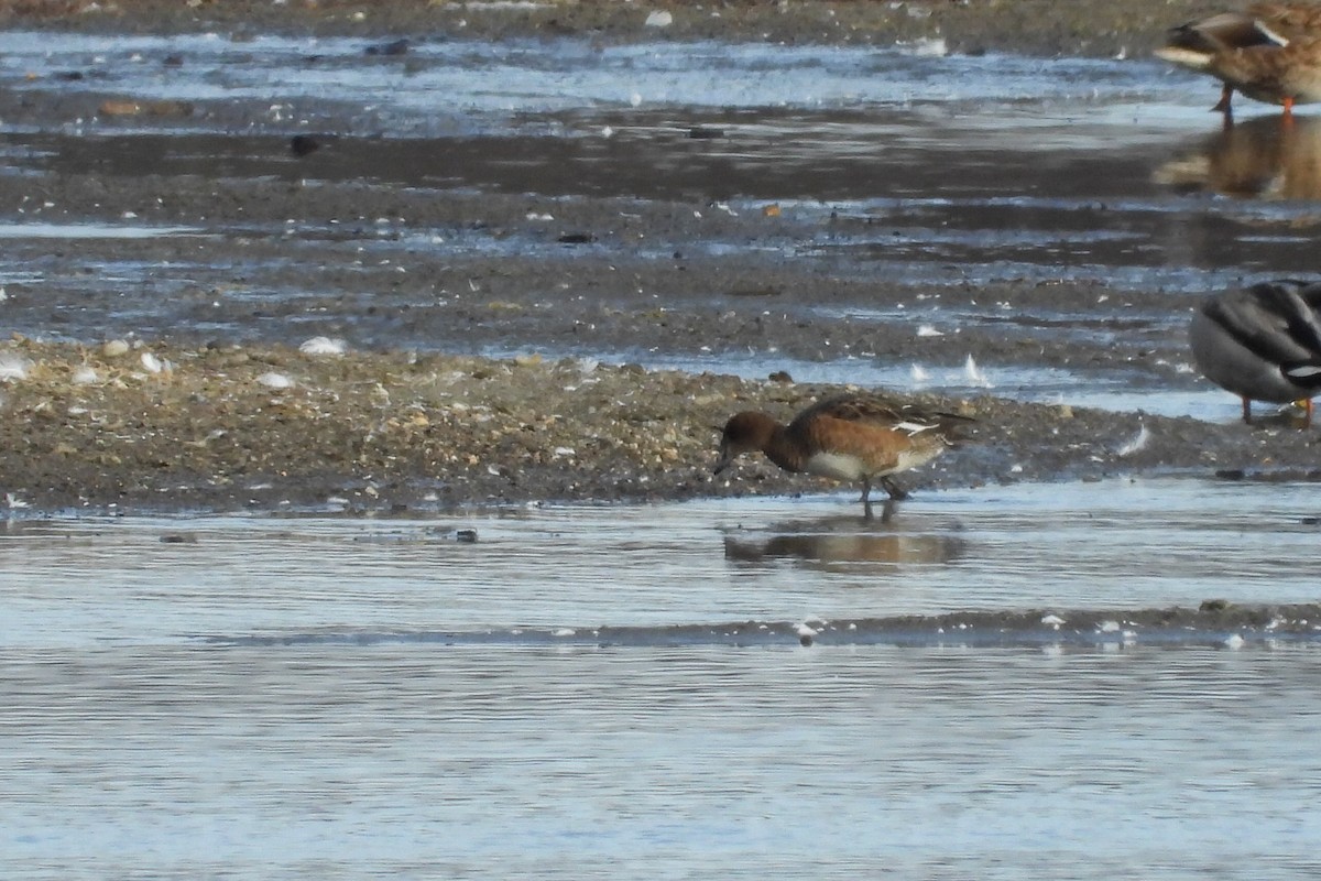 Eurasian Wigeon - ML644978181