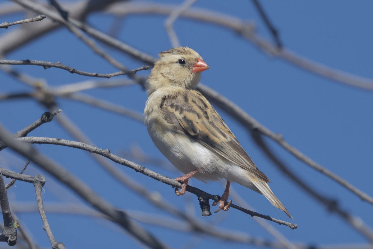 Королевская вдовушка - ML644978189