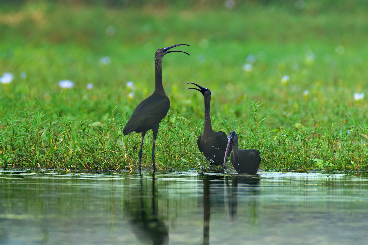 Glossy Ibis - ML644978195