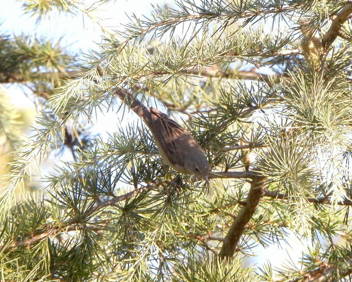 pěnice hnědokřídlá - ML644978202