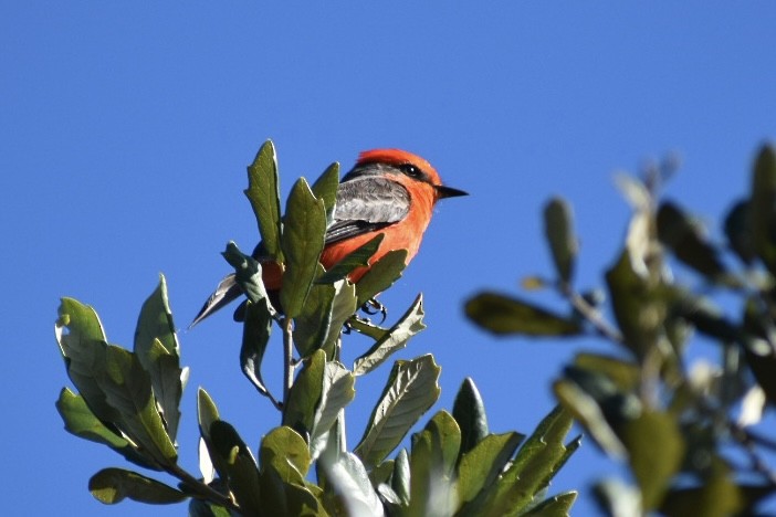 Vermilion Flycatcher - ML644978205