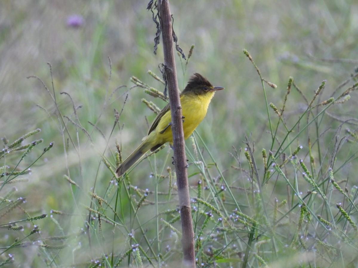 African Yellow-Warbler - ML644978206