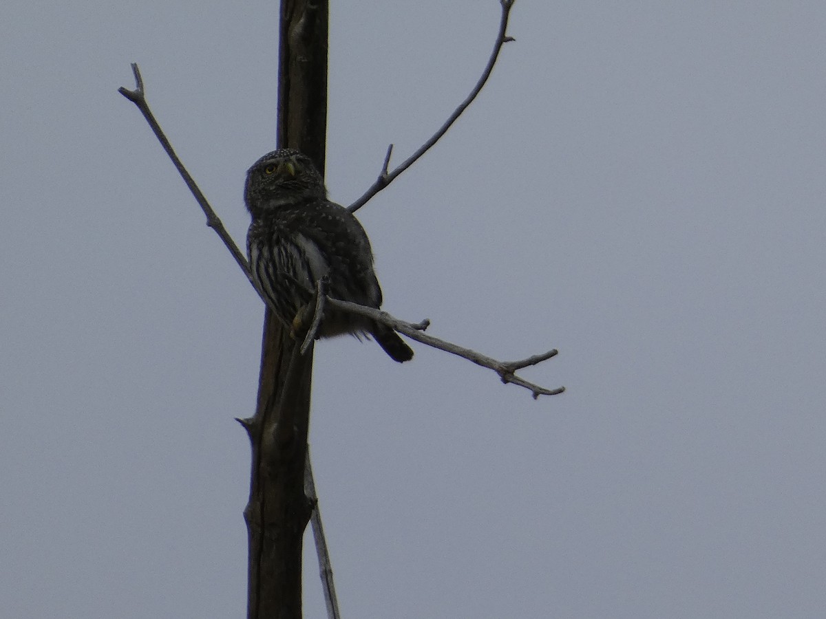 ロッキースズメフクロウ（pinicola） - ML644978225