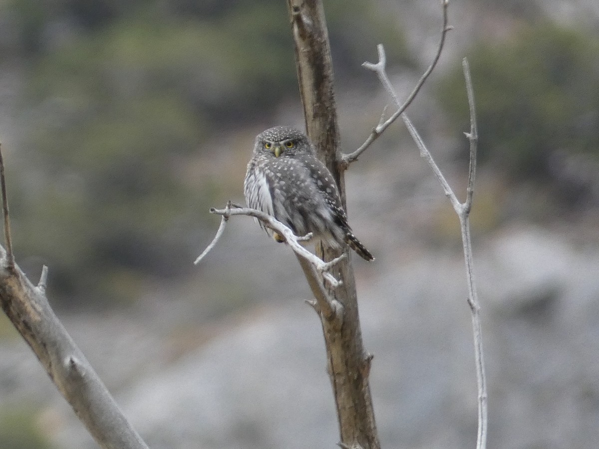 ロッキースズメフクロウ（pinicola） - ML644978226