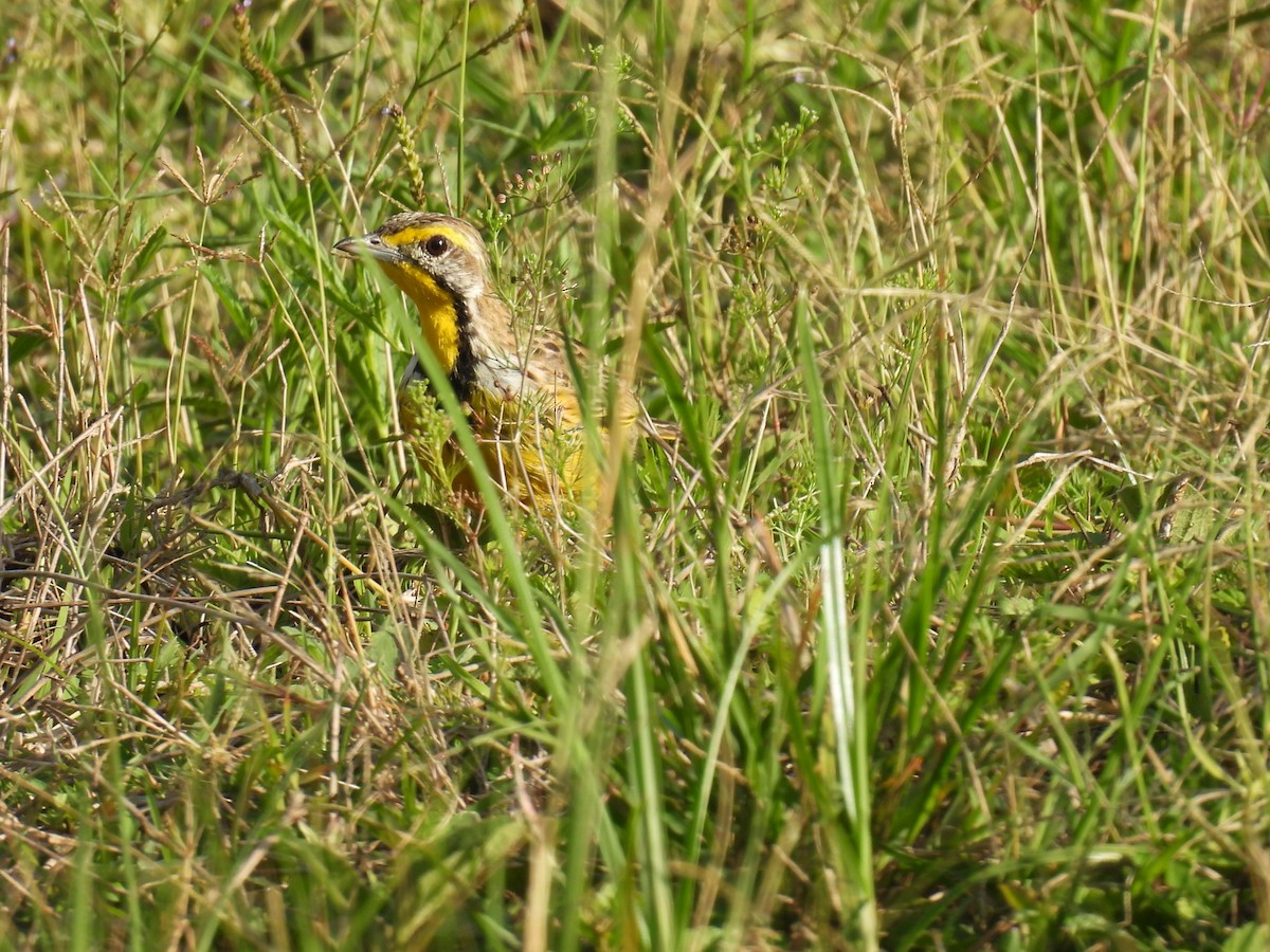 Yellow-throated Longclaw - ML644978248