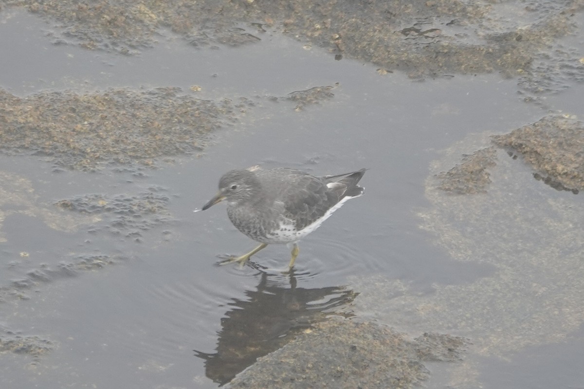 Surfbird - ML644978259