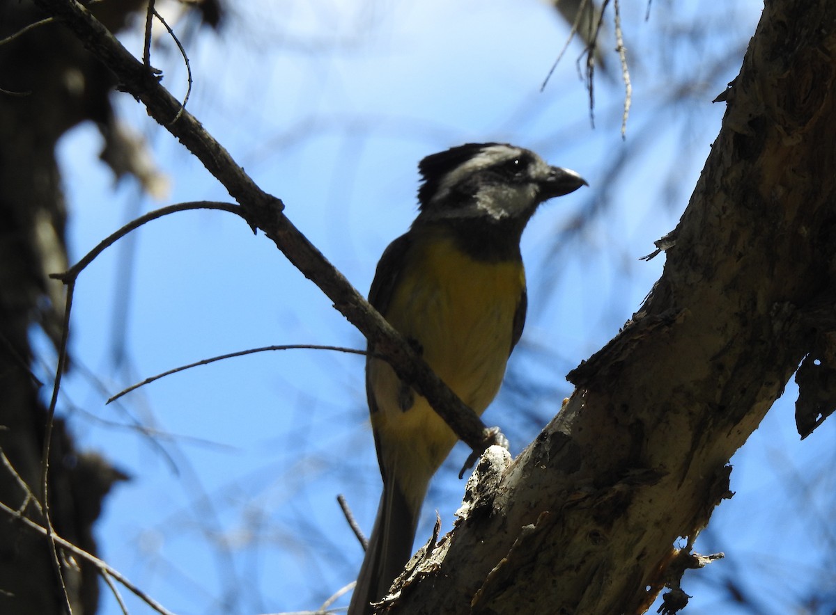 Eastern Shrike-tit - ML644978262