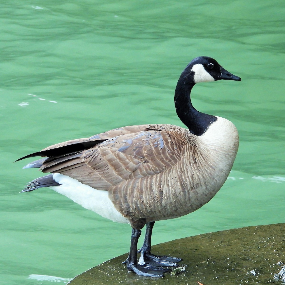 Bernache du Canada - ML644978263