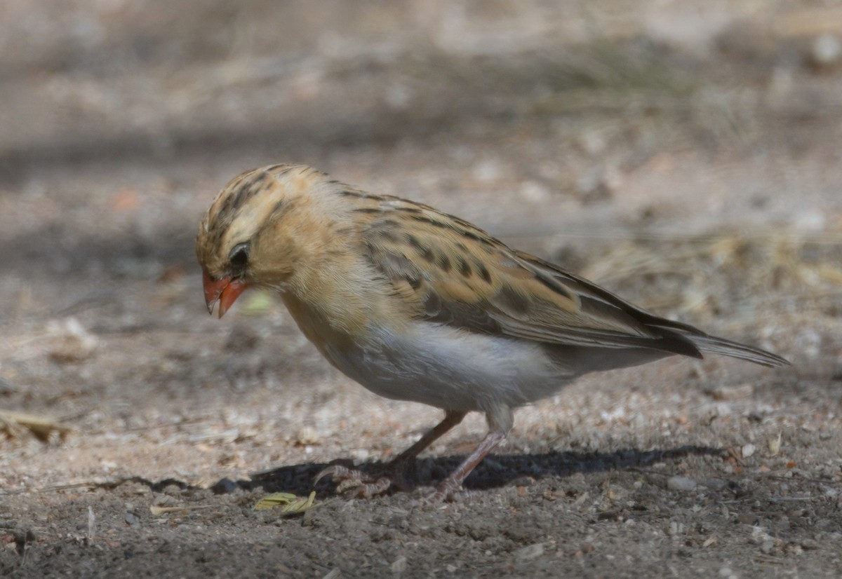 Королевская вдовушка - ML644978277