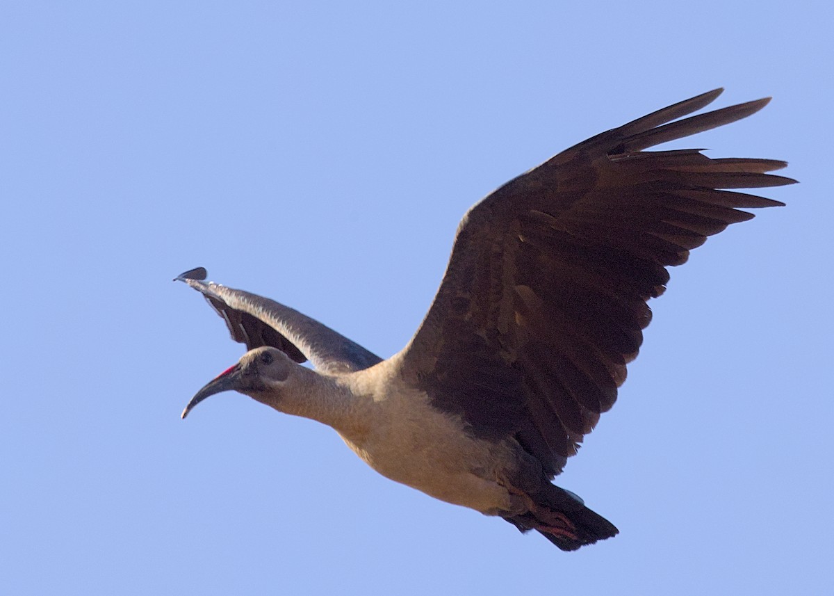 Hadada Ibis - ML644978294