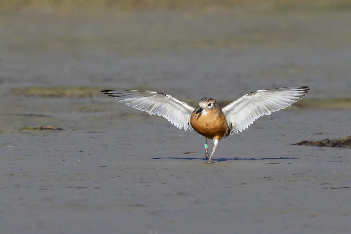 Red-breasted Dotterel (Southern) - ML644978327