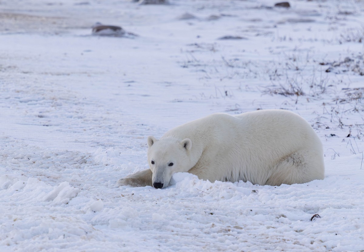 Polar Bear - ML644978330