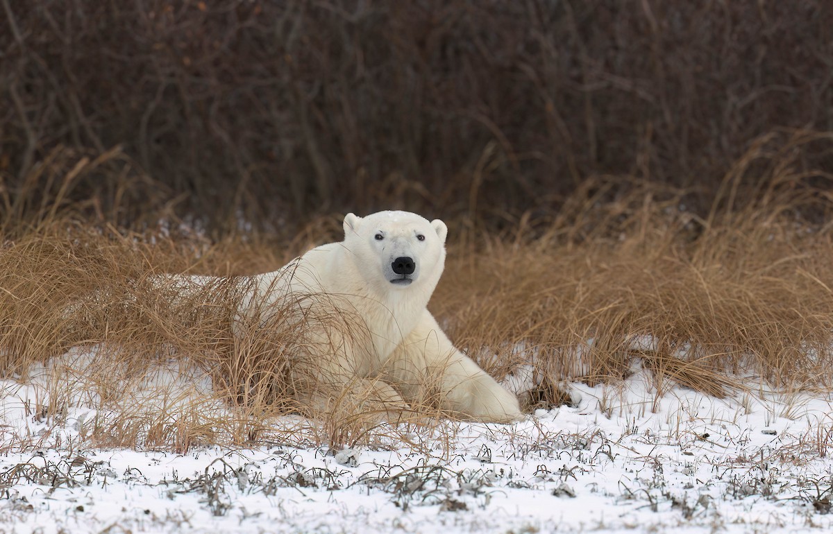 Polar Bear - ML644978331